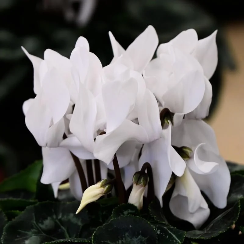 White Cyclamen Live Plant - 4 inch Pot - Vibrant Winter Blooms - Indoor/Outdoor - Image 5
