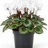 White Cyclamen Live Plant - 4 inch Pot - Vibrant Winter Blooms - Indoor/Outdoor - Image 1