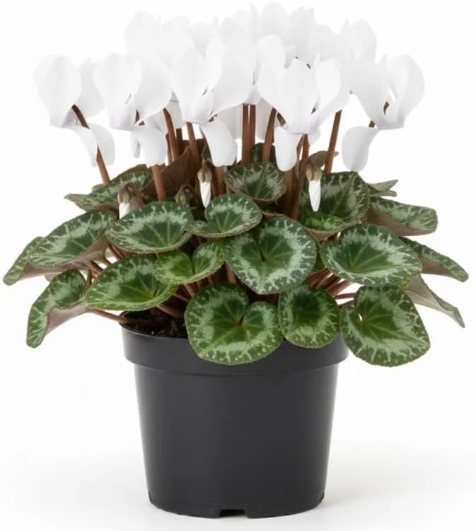 White Cyclamen Live Plant - 4 inch Pot - Vibrant Winter Blooms - Indoor/Outdoor - Image 1