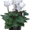 White Cyclamen Live Plant 4" Pot - Indoor Flowering Houseplant - Image 1