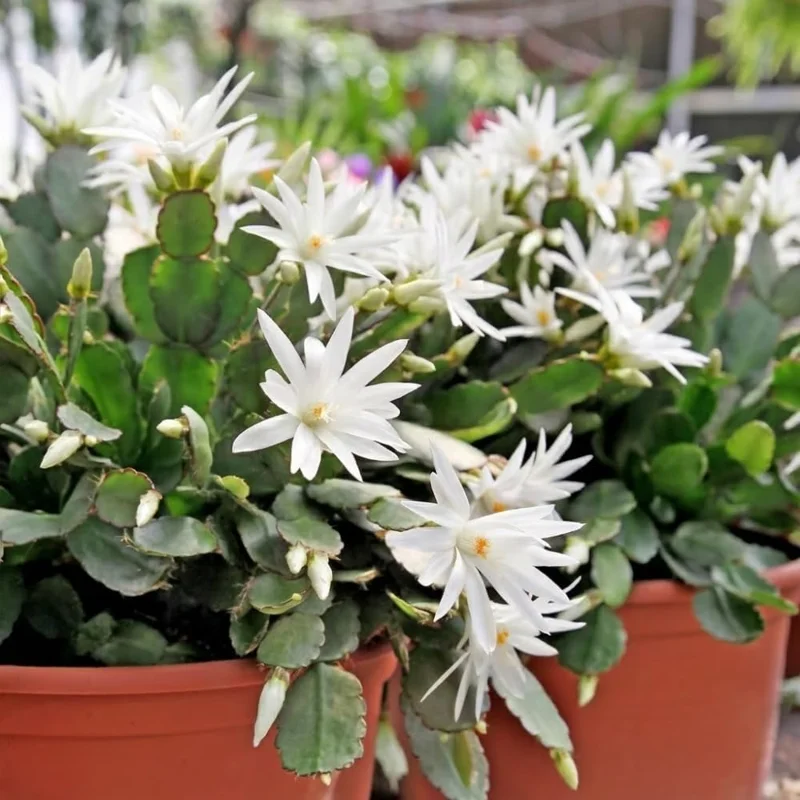 White Easter Cactus Live Plant 4-9” Tall - Rooted Holiday Succulent - Image 2