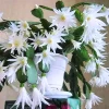 White Easter Cactus Live Plant 4-9” Tall - Rooted Holiday Succulent - Image 1