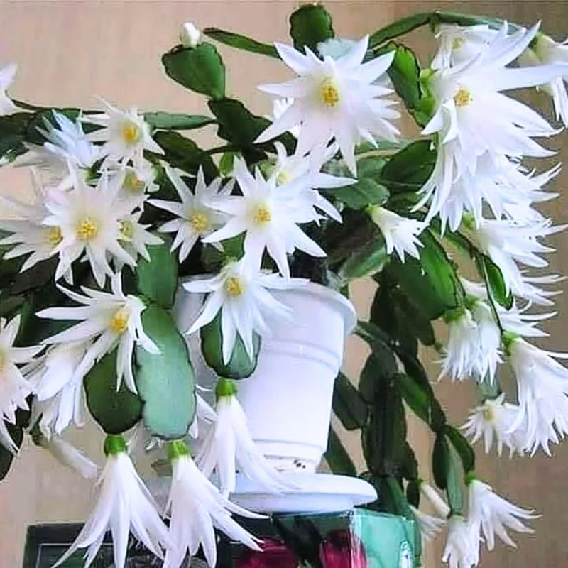 White Easter Cactus Live Plant 4-9” Tall - Rooted Holiday Succulent - Image 1