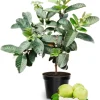 White Guava Tree Live Plant - 10 Inch Sweet Tropical Fruit Tree for Home Garden - Image 1