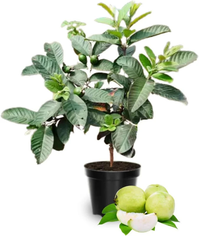 White Guava Tree Live Plant - 10 Inch Sweet Tropical Fruit Tree for Home Garden - Image 1