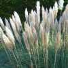 White Pampas Grass Live Plant - 2 Pack, 3-6 Inch Tall, Outdoor Ornamental Grass - Image 1