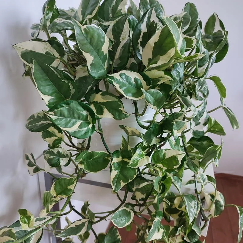 White Pothos Live Plant - Variegated Potted House Plant, 4 Inch Pot - Image 2