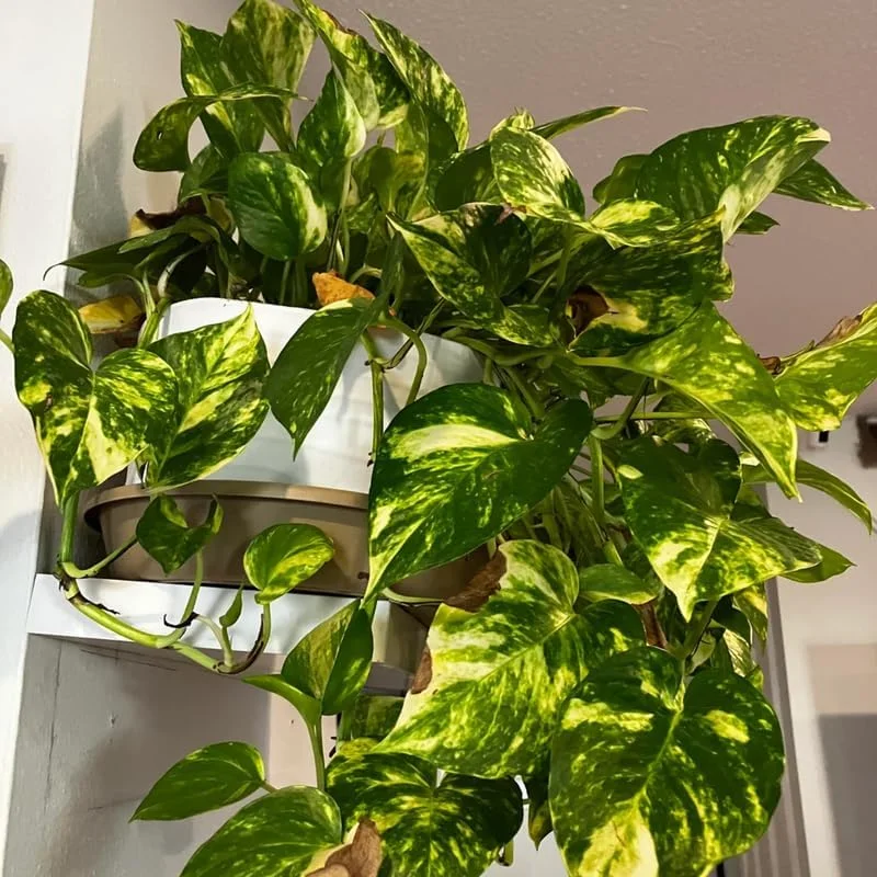 White Pothos Live Plant - Variegated Potted House Plant, 4 Inch Pot - Image 3