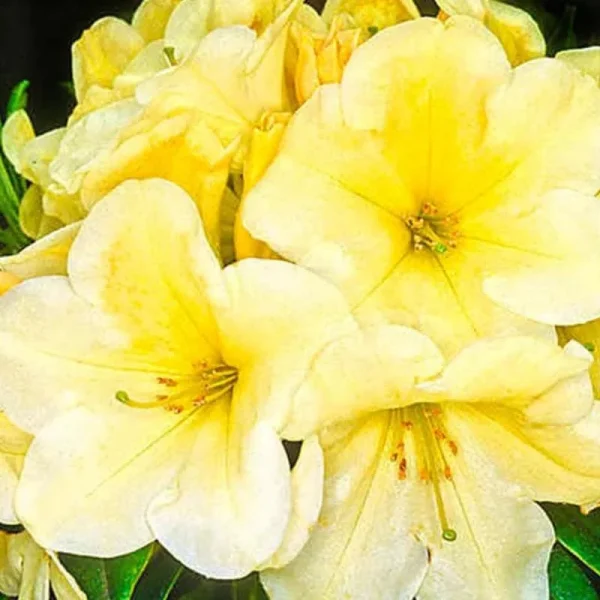 White Rhododendron Live Plant, 1-2 Ft Tall, 1 Gallon Pot, Outdoor Shrub - Image 5