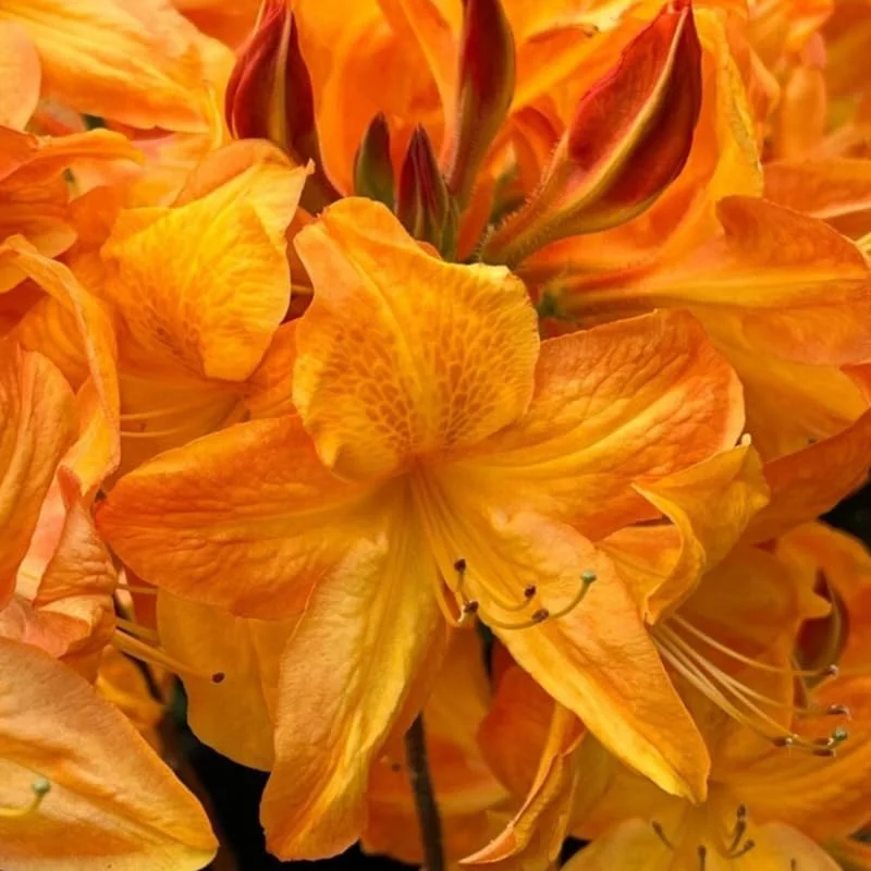 White Rhododendron Live Plant, 1-2 Ft Tall, 1 Gallon Pot, Outdoor Shrub - Image 1