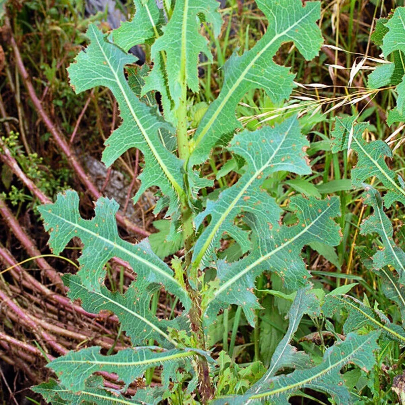 Wild Lettuce Live Plant (Lactuca virosa) 6-8 Inch Seedling in 4-Inch Pot Outdoor - Image 1