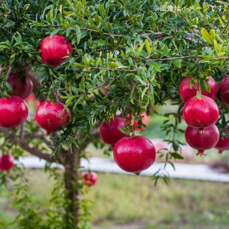Wonderful Pomegranate Live Plant - Cold Hardy Fruit Tree, 6-8 Inches Tall, USDA Zones 4-8 - Image 2