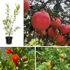 Wonderful Pomegranate Live Plant - Cold Hardy Fruit Tree, 6-8 Inches Tall, USDA Zones 4-8 - Image 1