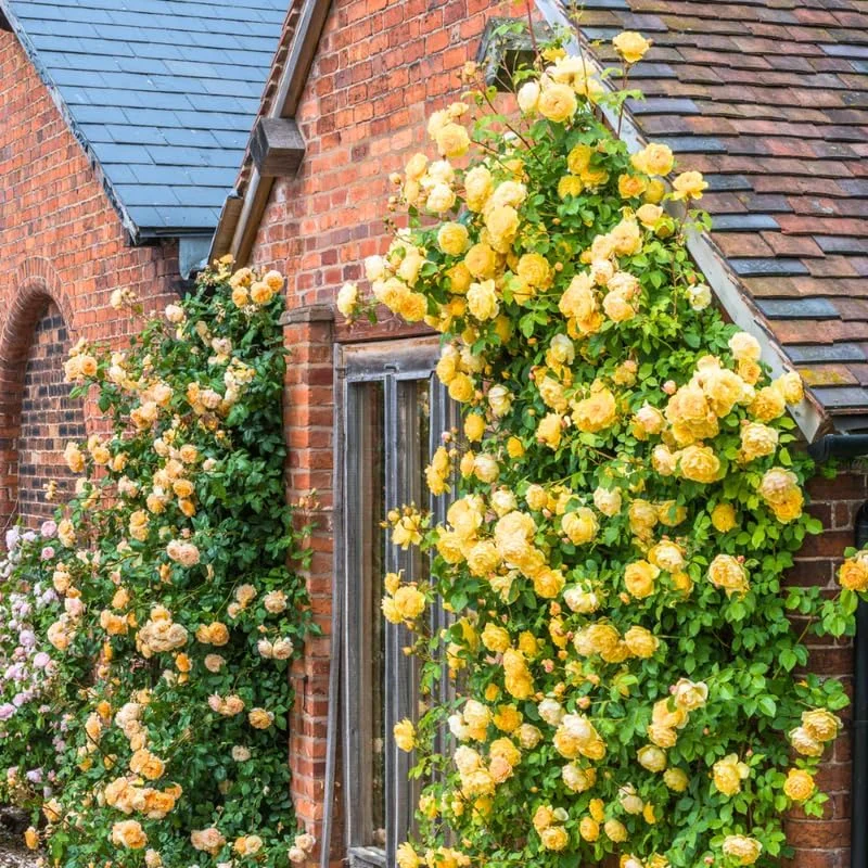 Yellow Climbing Rose Live Plant - Fragrant, Reblooming Outdoor Flower - Image 2