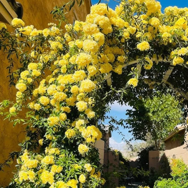 Yellow Climbing Rose Live Plant - Fragrant, Reblooming Outdoor Flower - Image 1