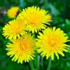Yellow Dandelion Live Plant - Edible Perennial, 4-inch Pot, Outdoor - Image 1