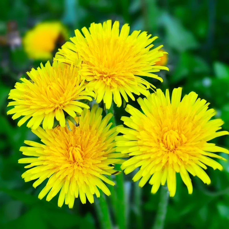 Yellow Dandelion Live Plant - Edible Perennial, 4-inch Pot, Outdoor - Image 1