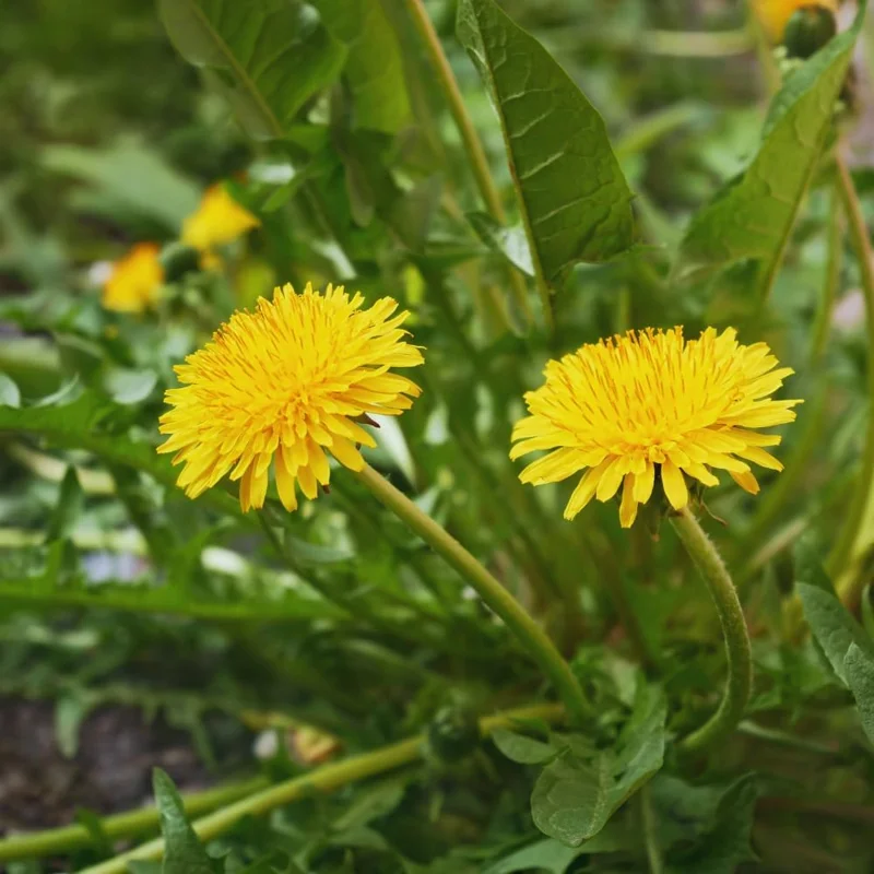 Yellow Dandelion Live Plant - Edible Perennial, 4-inch Pot, Outdoor - Image 2