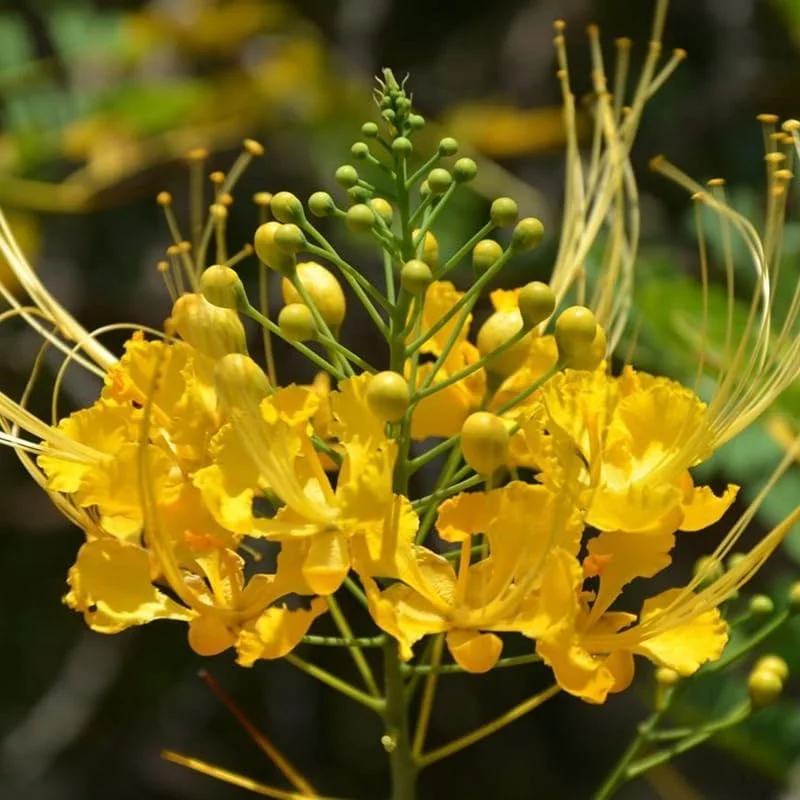 Yellow Mexican Bird of Paradise Live Plant - 4" Pot, 6-8" Tall, Outdoor Shrub - Image 2