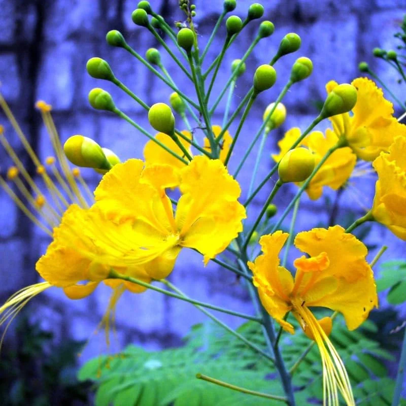 Yellow Mexican Bird of Paradise Live Plant - 4" Pot, 6-8" Tall, Outdoor Shrub - Image 3