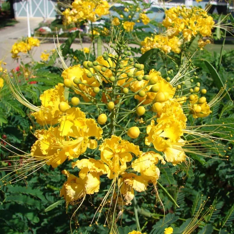 Yellow Mexican Bird of Paradise Live Plant - 4" Pot, 6-8" Tall, Outdoor Shrub - Image 6