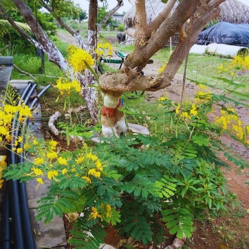 Yellow Mexican Bird of Paradise Live Plant - 4" Pot, 6-8" Tall, Outdoor Shrub - Image 7
