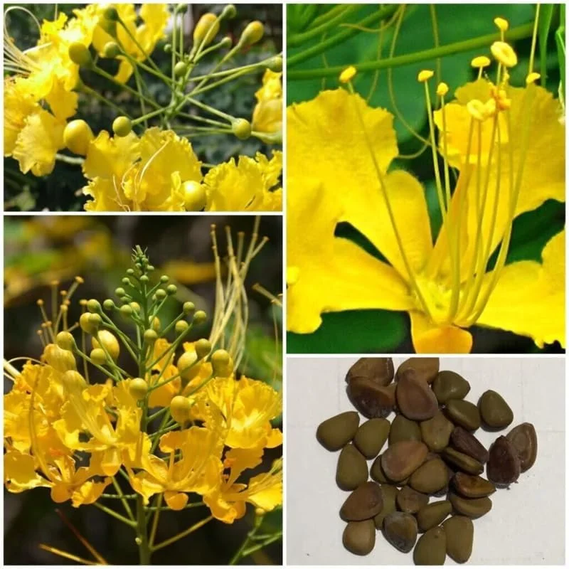 Yellow Mexican Bird of Paradise Live Plant - 4" Pot, 6-8" Tall, Outdoor Shrub - Image 8