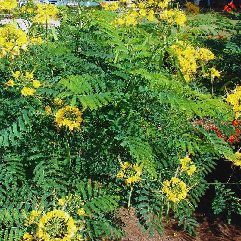 Yellow Mexican Bird of Paradise Live Plant - 4" Pot, 6-8" Tall, Outdoor Shrub - Image 9