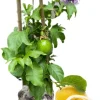 Yellow Passion Fruit Live Plant - 6-8 Inches Tall, Hardy, Fruit-Bearing Vine - Image 1
