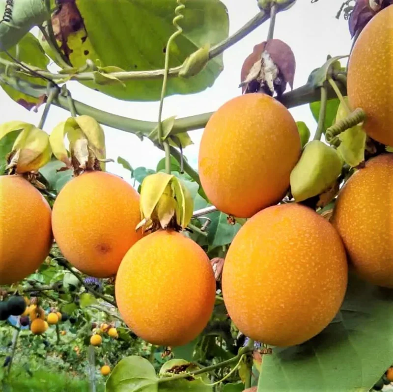 Yellow Passionfruit Plant Vine - Live Fruit Bearing Plant 6-8 Inches Tall for Outdoor - Image 2