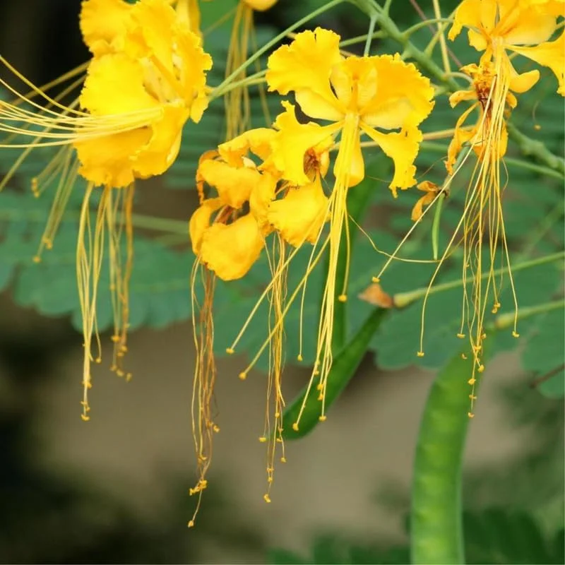 Yellow Pride of Barbados Live Plant 6-10" – Mexican Bird of Paradise Tree - Image 3