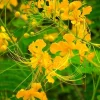 Yellow Pride of Barbados Live Plant 6-10" – Mexican Bird of Paradise Tree - Image 1