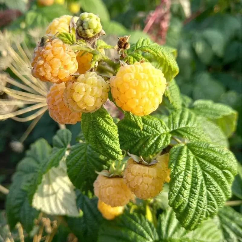 Yellow Raspberry Live Plant - Sweet Fruit Bush, 6-12 Inch Tall, Outdoor - Image 2