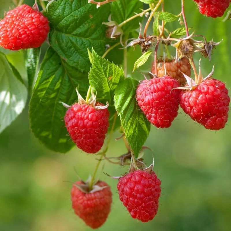 Yellow Raspberry Live Plant - Sweet Fruit Bush, 6-12 Inch Tall, Outdoor - Image 1