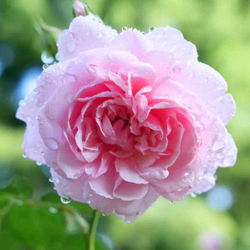 Yellow Rose Live Plant - Fragrant Everblooming Garden Rose, Potted, Outdoor - Image 2