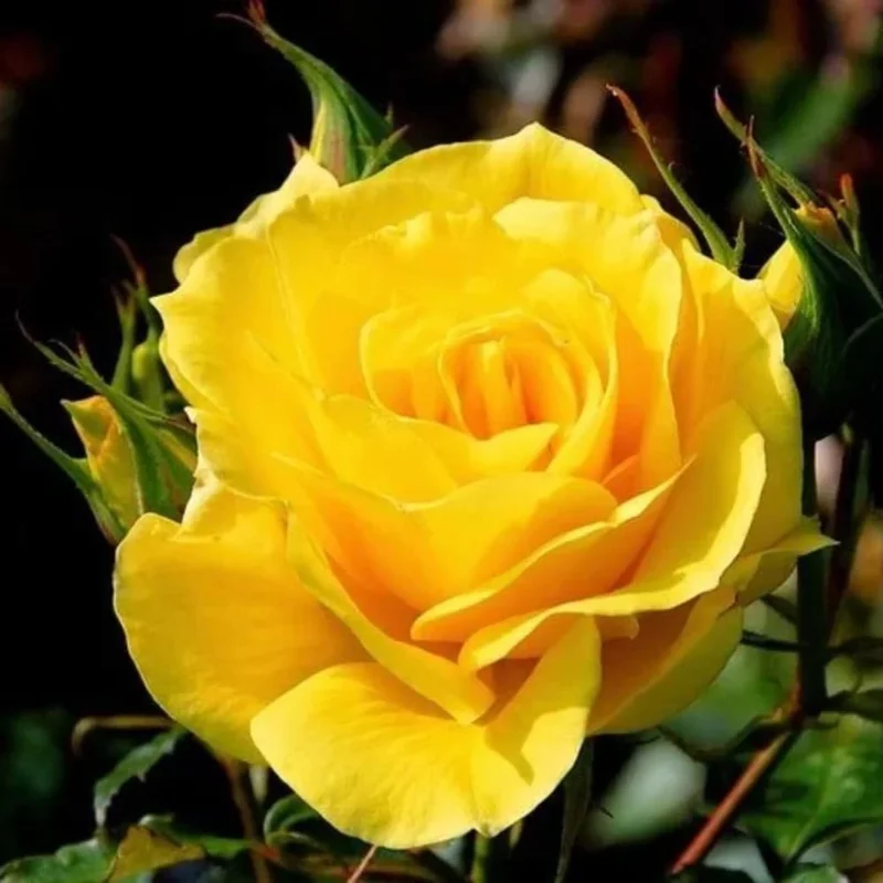 Yellow Rose Live Plant - Fragrant Everblooming Garden Rose, Potted, Outdoor - Image 3
