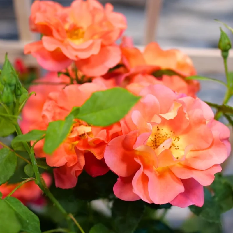 Yellow Rose Live Plant - Fragrant Everblooming Garden Rose, Potted, Outdoor - Image 4