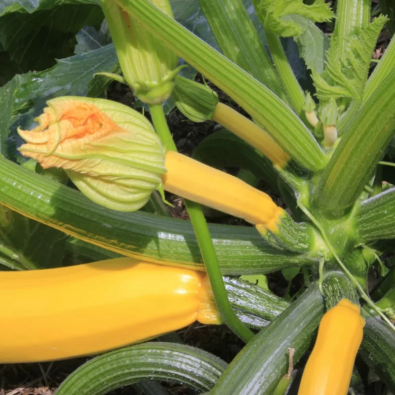 Yellow Squash Zucchini Live Plants - Set of 2 - Bush Variety for Garden - Image 2