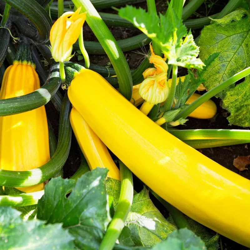 Yellow Squash Zucchini Live Plants - Set of 2 - Bush Variety for Garden - Image 1