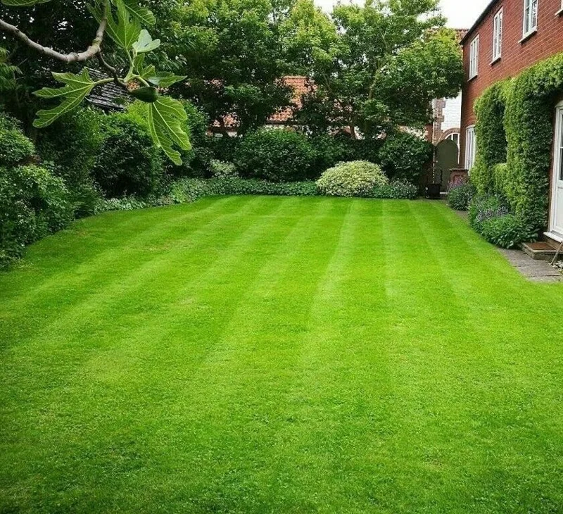 Zoysia Empire Grass Seeds – 10000 Seed Count – Low-Maintenance, Drought Tolerant Lawn - Image 2