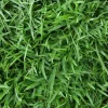 Zoysia Empire Grass Seeds – 10000 Seed Count – Low-Maintenance, Drought Tolerant Lawn - Image 1