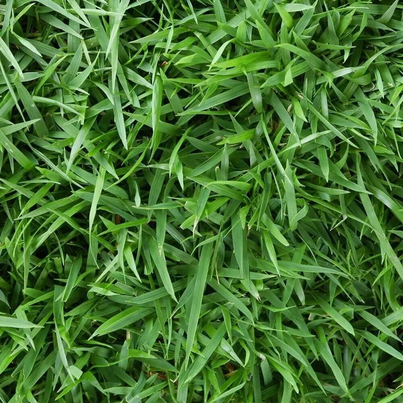 Zoysia Empire Grass Seeds – 10000 Seed Count – Low-Maintenance, Drought Tolerant Lawn - Image 1
