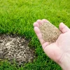 Zoysia Grass Seeds - 12000 Seeds for Low-Maintenance Lawns & Gardens - Image 1