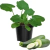 Zucchini Live Seedlings (2-Pack) – 3-6 inches Tall – 4-inch Pot – Outdoor Vegetable Plant - Image 1