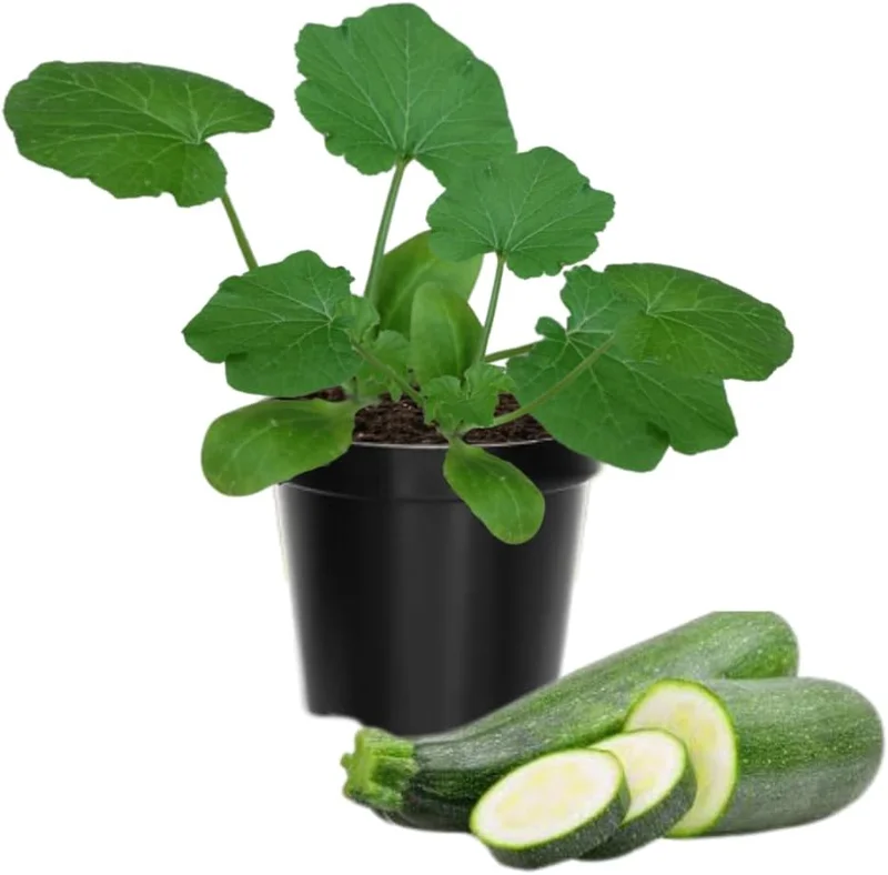 Zucchini Live Seedlings (2-Pack) – 3-6 inches Tall – 4-inch Pot – Outdoor Vegetable Plant - Image 1