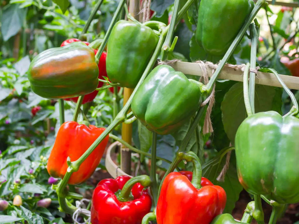 Top 12 Best Types of Peppers to Grow in Your Garden: Easy and High Yield