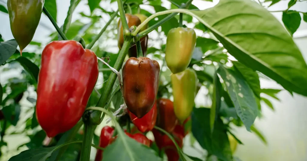 Top 12 Best Types of Peppers to Grow in Your Garden: Easy and High Yield