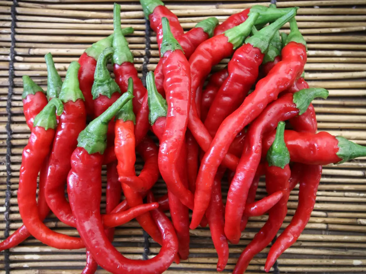 Top 12 Best Types of Peppers to Grow in Your Garden: Easy and High Yield