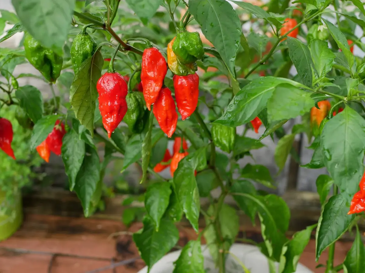 Top 12 Best Types of Peppers to Grow in Your Garden: Easy and High Yield