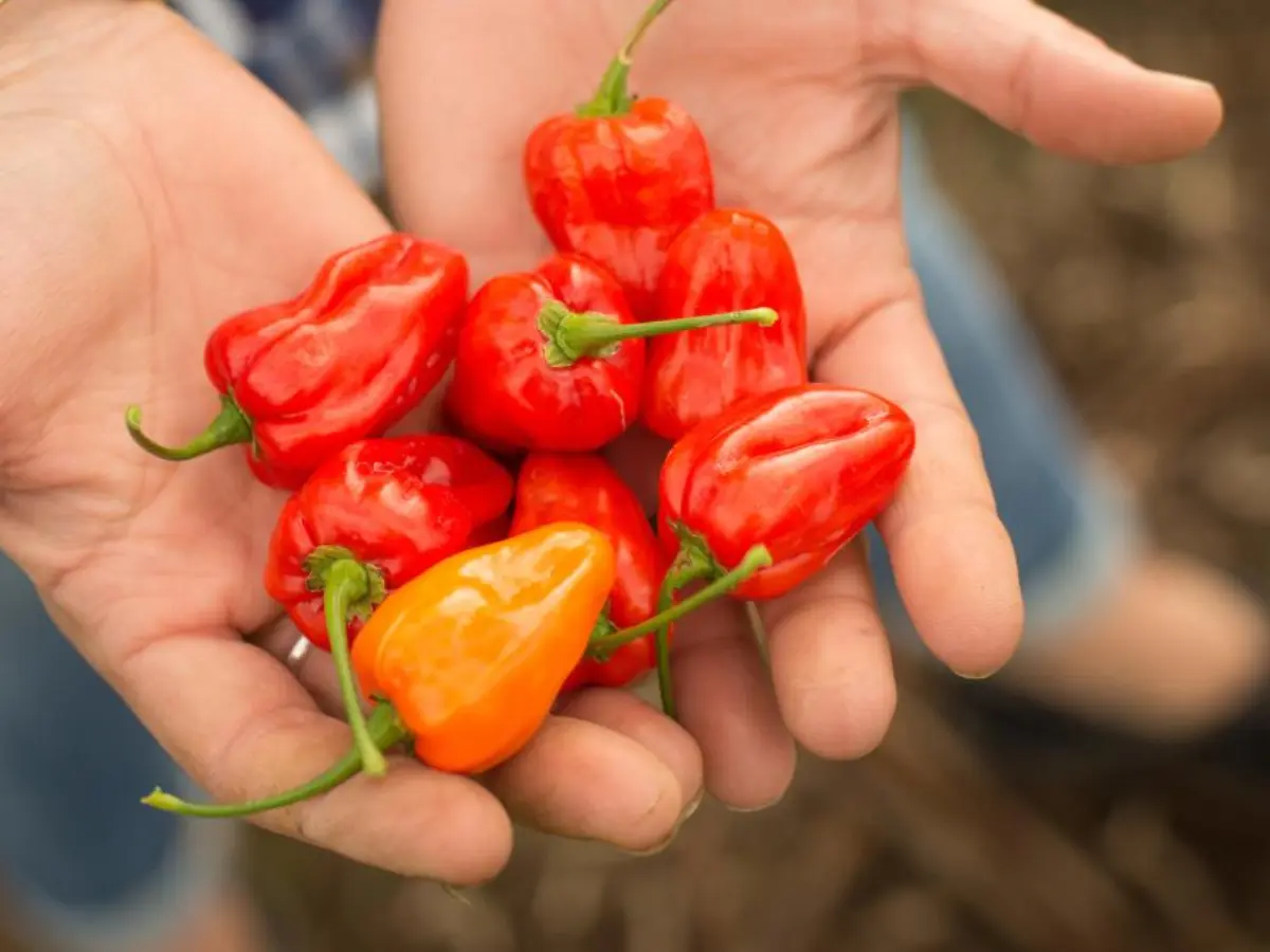 Top 12 Best Types of Peppers to Grow in Your Garden: Easy and High Yield